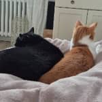 Sitter Profile Image: Melina G.