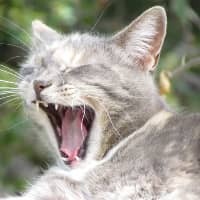 Sitter Profile Image: Vanessa P.