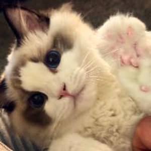 Sitter Profile Image: Kiyarash H.