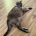 Sitter Profile Image: Chris R.