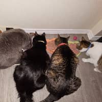 Sitter Profile Image: Stephen H.