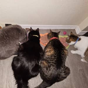 Sitter Profile Image: Stephen H.