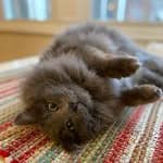 Sitter Profile Image: Elizabeth R.