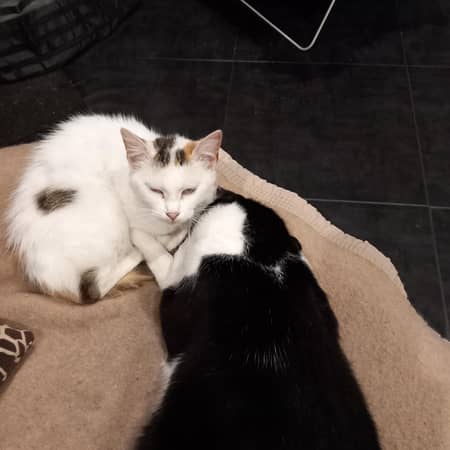 Sitter Profile Image: Sebastien D.