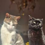 Sitter Profile Image: Alexa N.