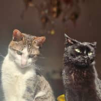 Sitter Profile Image: Alexa N.