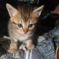 Sitter Profile Image: Nabiha B.