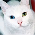 Sitter Profile Image: Juan K' S.