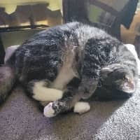 Sitter Profile Image: Shelli H.