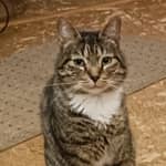 Sitter Profile Image: Tricia W.