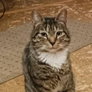 Sitter Profile Image: Tricia W.