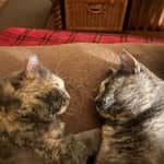 Sitter Profile Image: Katerina K.