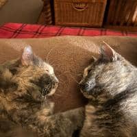 Sitter Profile Image: Katerina K.