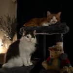 Sitter Profile Image: Josie L.