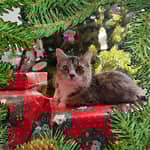 Sitter Profile Image: Dan F.