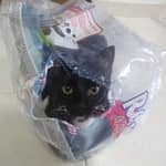 Sitter Profile Image: Jean David A.