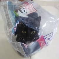 Sitter Profile Image: Jean David A.