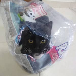 Sitter Profile Image: Jean David A.