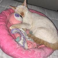 Sitter Profile Image: Emily Y.