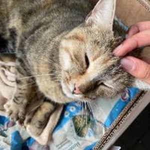 Sitter Profile Image: Vanessa A.