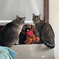 Sitter Profile Image: Savanna R.