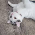 Sitter Profile Image: Tonya K.