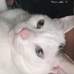 Sitter Profile Image: Oriana V.