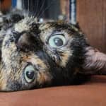 Sitter Profile Image: Lauren A.