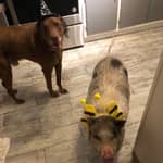 Sitter Profile Image: Patricia H.