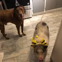 Sitter Profile Image: Patricia H.