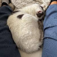 Sitter Profile Image: Nancy D.