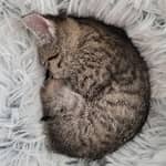 Sitter Profile Image: Kristi D.