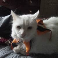 Sitter Profile Image: Rita F.