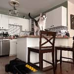 Sitter Profile Image: Kerri H.