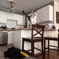 Sitter Profile Image: Kerri H.