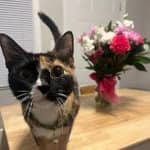 Sitter Profile Image: Juliana R.