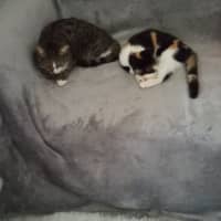 Sitter Profile Image: Nadia B.