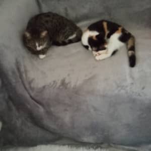 Sitter Profile Image: Nadia B.