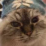 Sitter Profile Image: Lynn F.