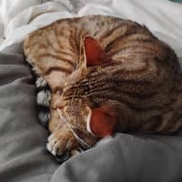 Sitter Profile Image: Emily L.