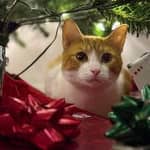 Sitter Profile Image: Kari E.