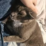 Sitter Profile Image: Olive T.