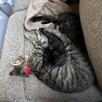 Sitterprofilbild: Shelby & Micah & Kayden L.