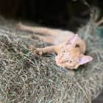 Sitter Profile Image: Heather H.