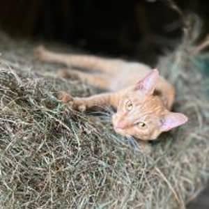 Sitter Profile Image: Heather H.