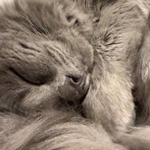 Sitter Profile Image: Isabelle C.