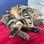 Sitter Profile Image: Marie L.