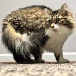 Sitter Profile Image: Julie C.