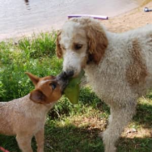 Sitter Profile Image: Amanda H.