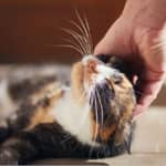 Sitter Profile Image: Kaitlin P.